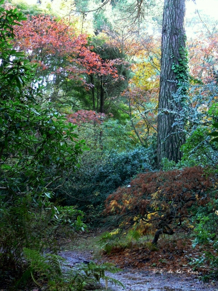 Bois des moutiers fall 2012 (13)